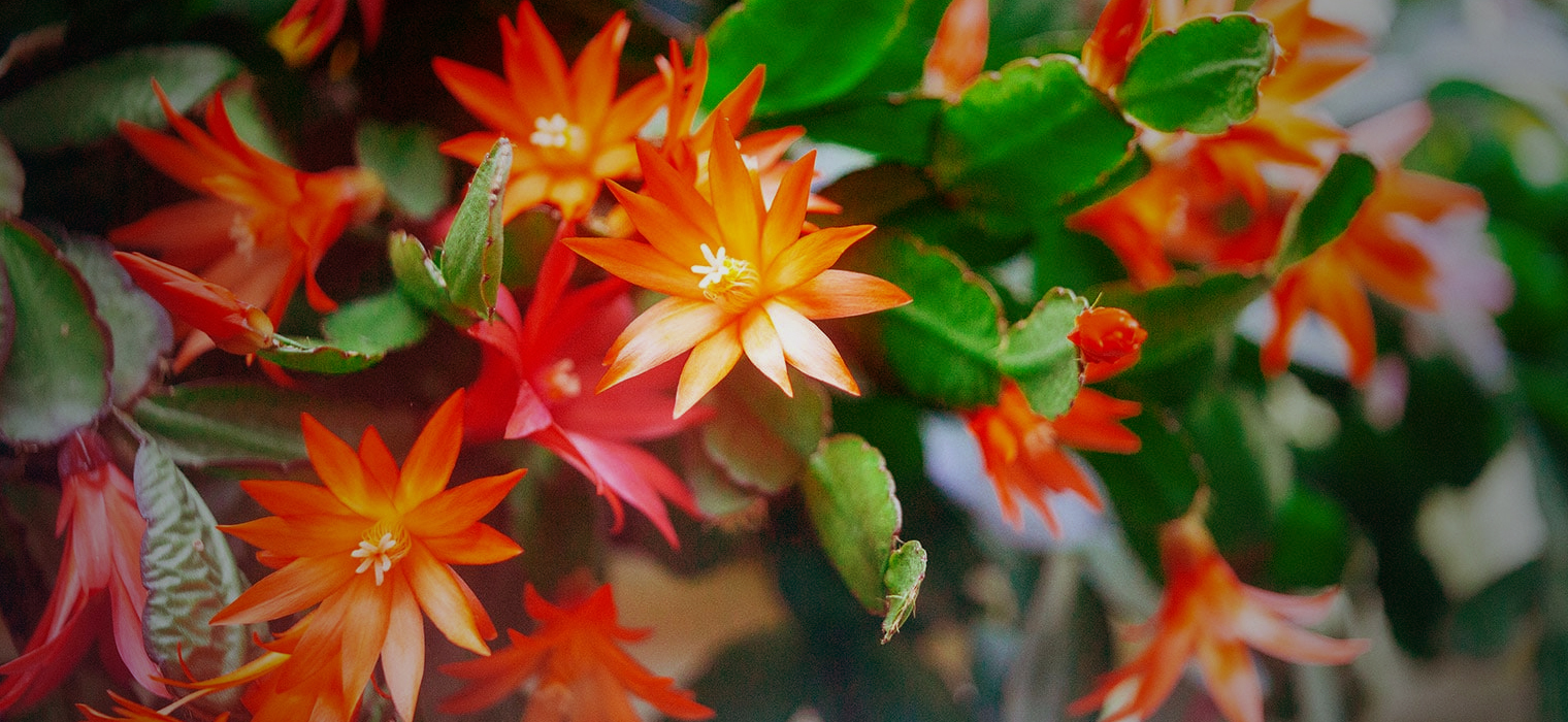 Christmas Cactus