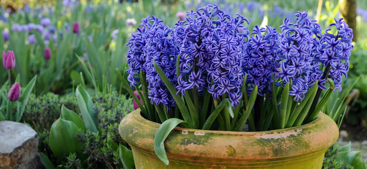 Hyacinths