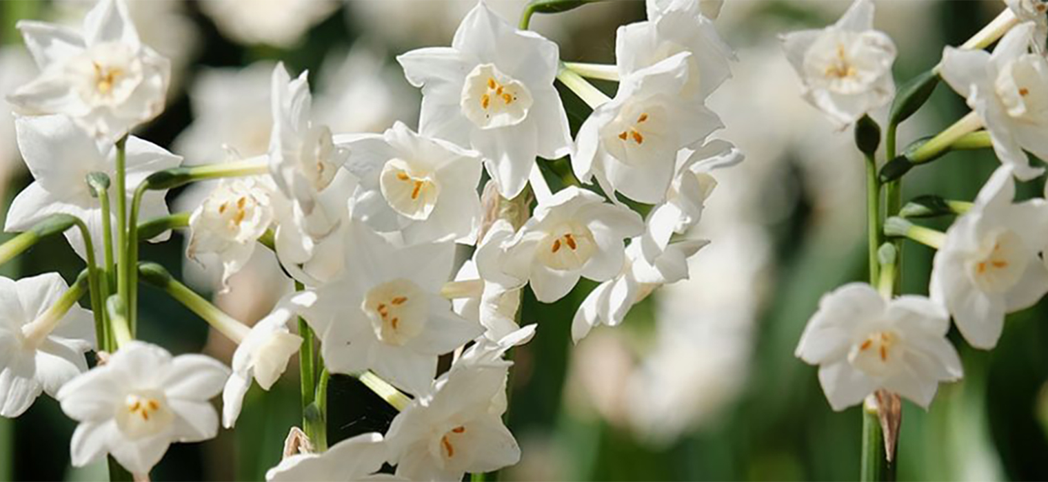 Paperwhite Narcissi